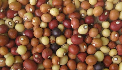 Vigna Subterranea