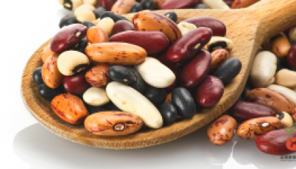 beans_cover (2)