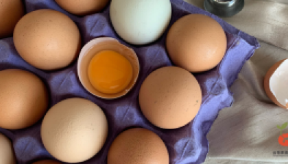 egg_cover