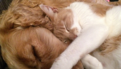 pets_cover (2)