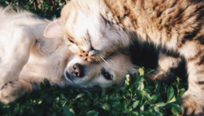 pets_cover