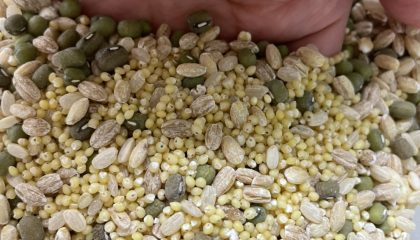 rice 1