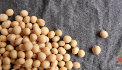 soybean_cover (2)