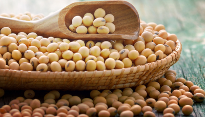 soybean_cover (3)
