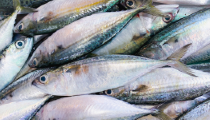 吃魚_cover